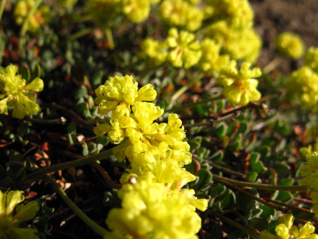 Yellow Flower, Sonora Gap Spring.
